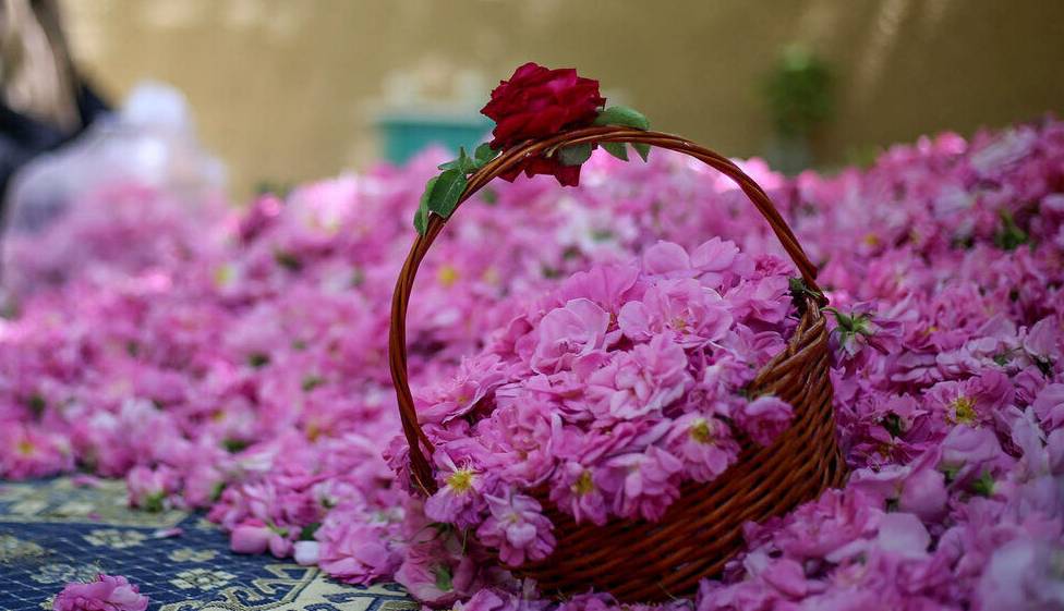 کدام شهرستان رتبه نخست تولید گل محمدی در استان همدان است؟