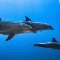 روش دلفین‌ها برای شکار به‌صورت گروهی