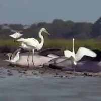 روش دلفین‌ها برای شکار به صورت گروهی