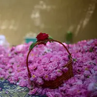 کدام شهرستان رتبه نخست تولید گل محمدی در استان همدان است؟