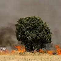 آتش‌سوزی خرمن‌های گندم در شاهرود؛ یک متهم دستگیر شد