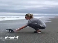 رهاسازی پنگوئن معالجه شده در طبیعت