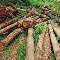 کشف 4 تن چوب قاچاق در شهرستان بهار