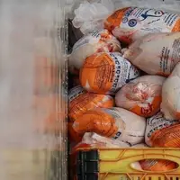 صادرات مرغ به ۳ هزار و ۶۰۰ تن رسید