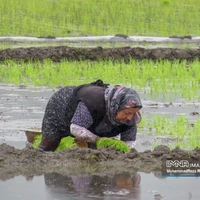 عکس/ نشاء برنج در شالیزارهای گیلان