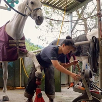 فرآیند دیدنی تعویض نعل اسب در تایوان