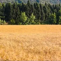 ایران در تولید گندم به پایداری رسید