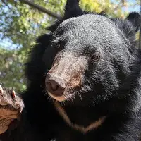 نگهداری خرس سیاه بلوچی در یک قفس با شیر و سگ در باغ‌وحش سیرجان