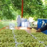 برآورد تولید ۵۷۰ تن توت در باغات کرمانشاه