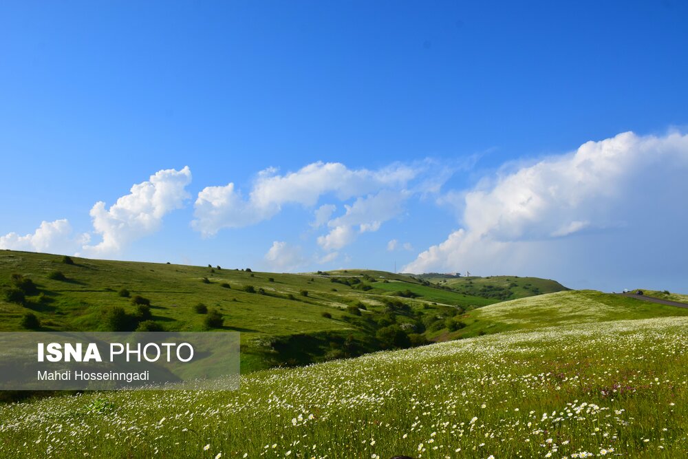 بابونه های جنگل فندقلو در استان اردبیل