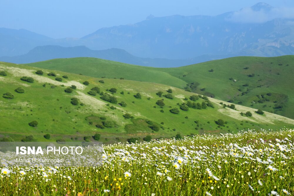 بابونه های جنگل فندقلو در استان اردبیل