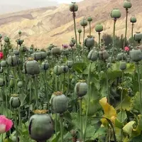 کشف و نابودی مزرعه خشخاش در اردستان