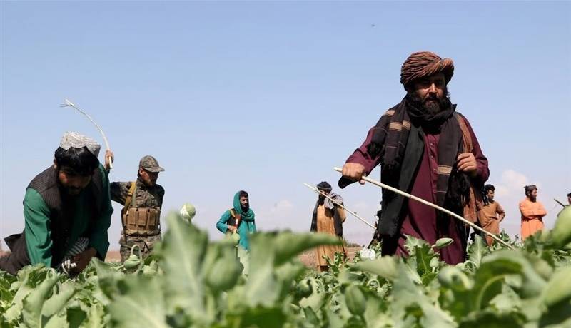 طالبان مجازات جرایم مواد مخدر را اعلام کرد