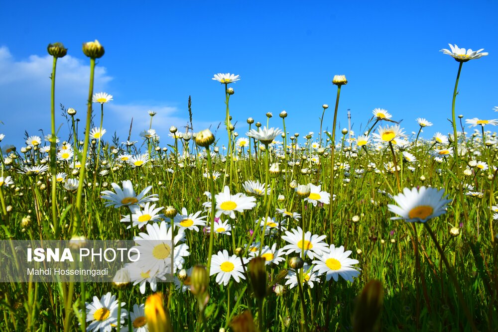 بابونه های جنگل فندقلو در استان اردبیل