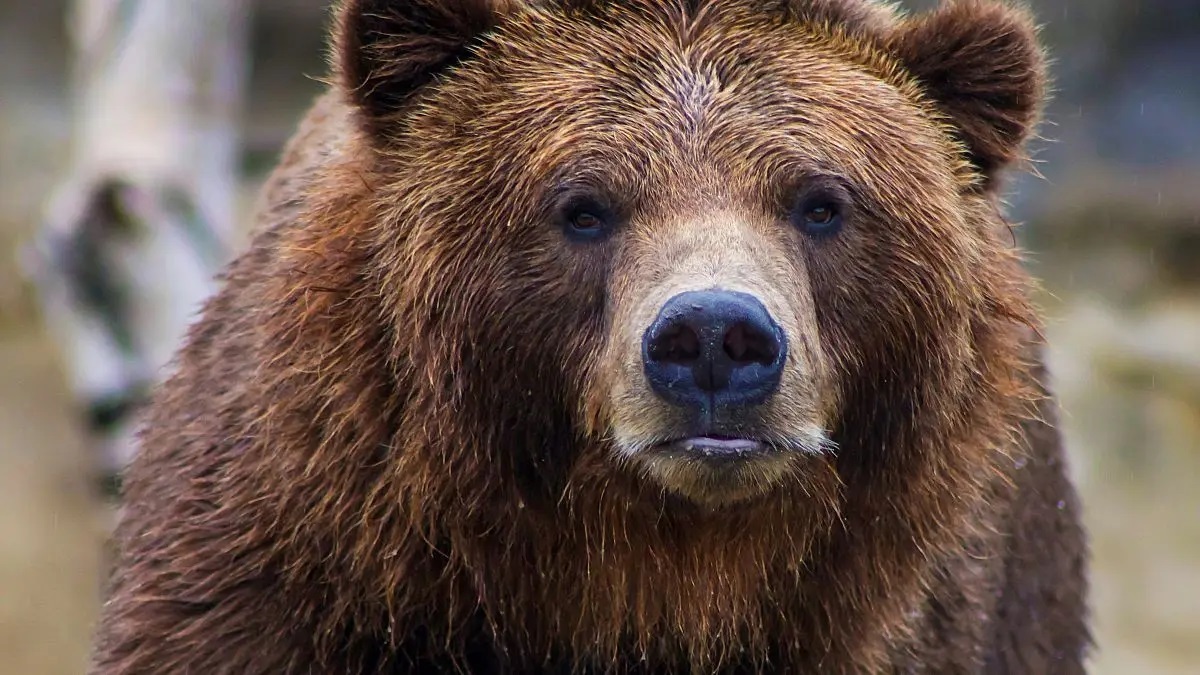 شیوه‌ی آب‌ خوردن خرس و پلنگ در حیات وحش ایران