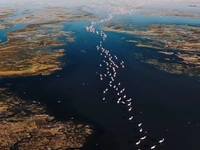 پرواز فلامینگوها در دریاچۀ مهارلو