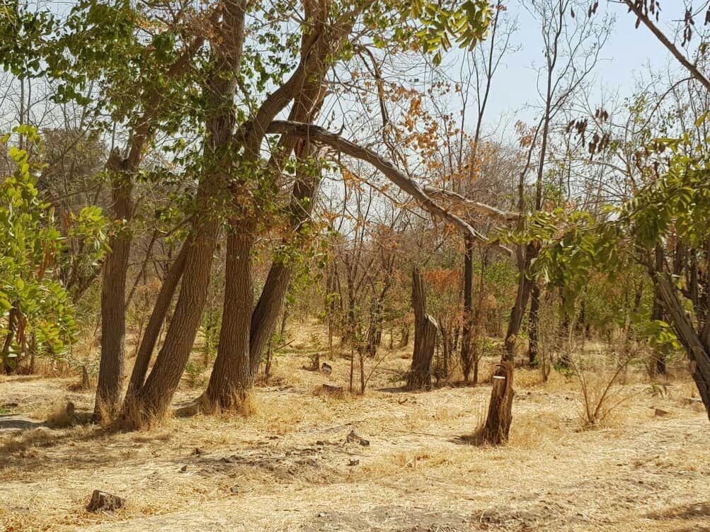 ورود دادستانی به ماجرای خشک شدن درختان چیتگر