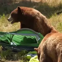 دو خرس قهوه‌ای قدرت تخریب خود را به نمایش گذاشتند