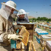 زنبورداران خراسان شمالی ۲۲۲ میلیارد ریال تسهیلات دریافت کردند 