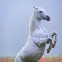  اسب سفید زیبا در دشت‌های تالش دیده شد