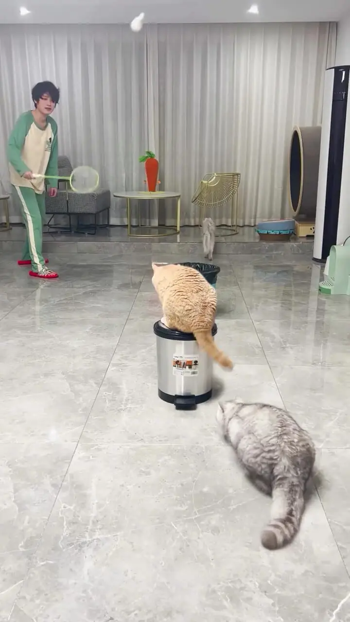 فیلم پربازدید از بدمینتون بازی کردن 3 گربه با یک مرد
