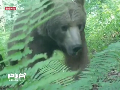 مشاهده خرس قهوه‌ای در جنگل هیرکانی