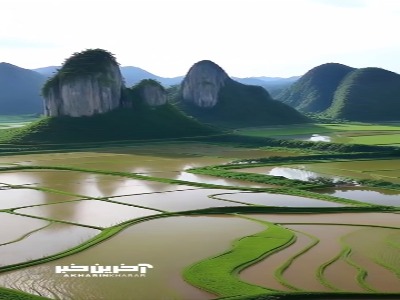 مزارع برنج در چین
