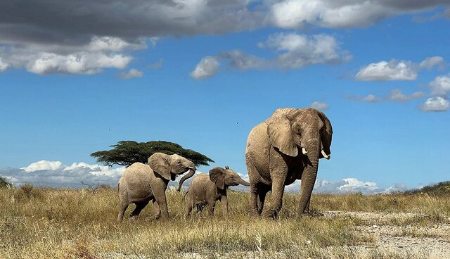 فیل‌ها احتمالا یکدیگر را به «اسم» صدا می‌زنند!