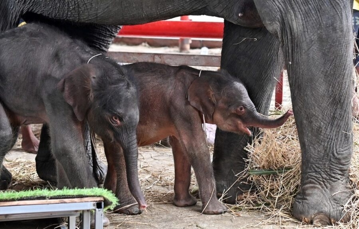 فیل مادر پس از دوقلوزایی دچار جنون شد! 