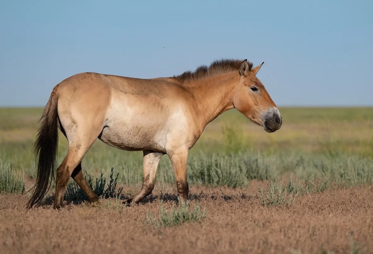 سرانجام خانه؛ ورود سه اسب شوالسکی به استپ‌های قزاقستان