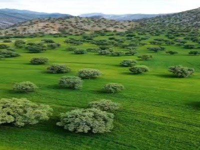 تصاویر خیره‌کننده از جنگل‌های بلوط استان فارس