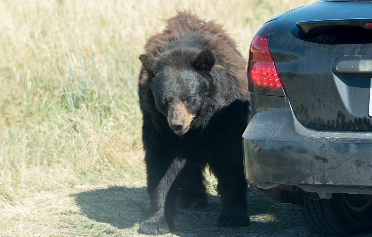 علاقه عجیب خرس‌ها به خوردن فوم صندلی خودرو