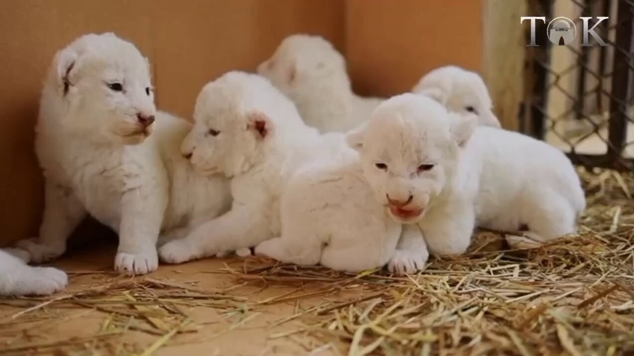 شیر‌های 6 قلوی سفید قلب بازدیدکنندگان را تسخیر کردند