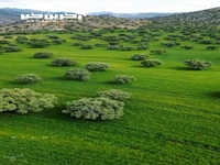 جنگل های زیبای بلوط استان فارس
