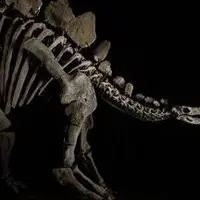 گوناگون/ حراج فسیل دایناسور، کامل، نایاب، فقط ۳۵۰ میلیارد تومان! 