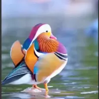 اردک زیبای ماندارین 