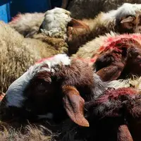 قیمت گوسفند عید قربان به زودی اعلام می شود