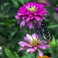 پروانه‌ها شگفتی خلقت