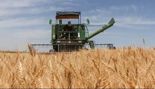 حدود ۴۲۰ هزار تن گندم در خراسان رضوی خرید تضمینی می‌شود
