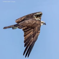 عقاب ماهی‌گیر در جنوب ایران  