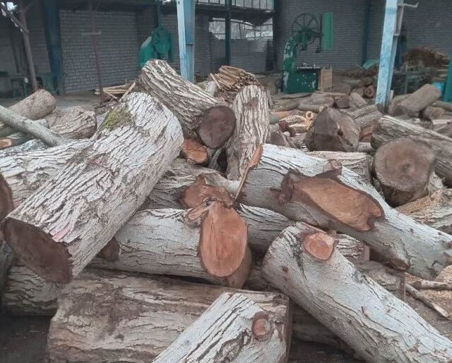 کشف 15 تن چوب قاچاق در شهرستان الیگودرز