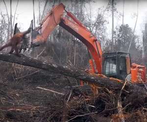  جلوگیری یک اورانگوتان از تخریب خانه اش
