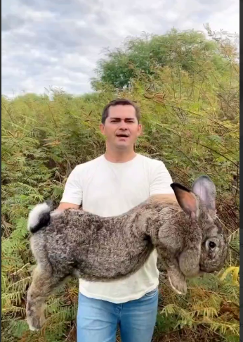 تا حالا خرگوش به این بزرگی دیده بودید؟ 
