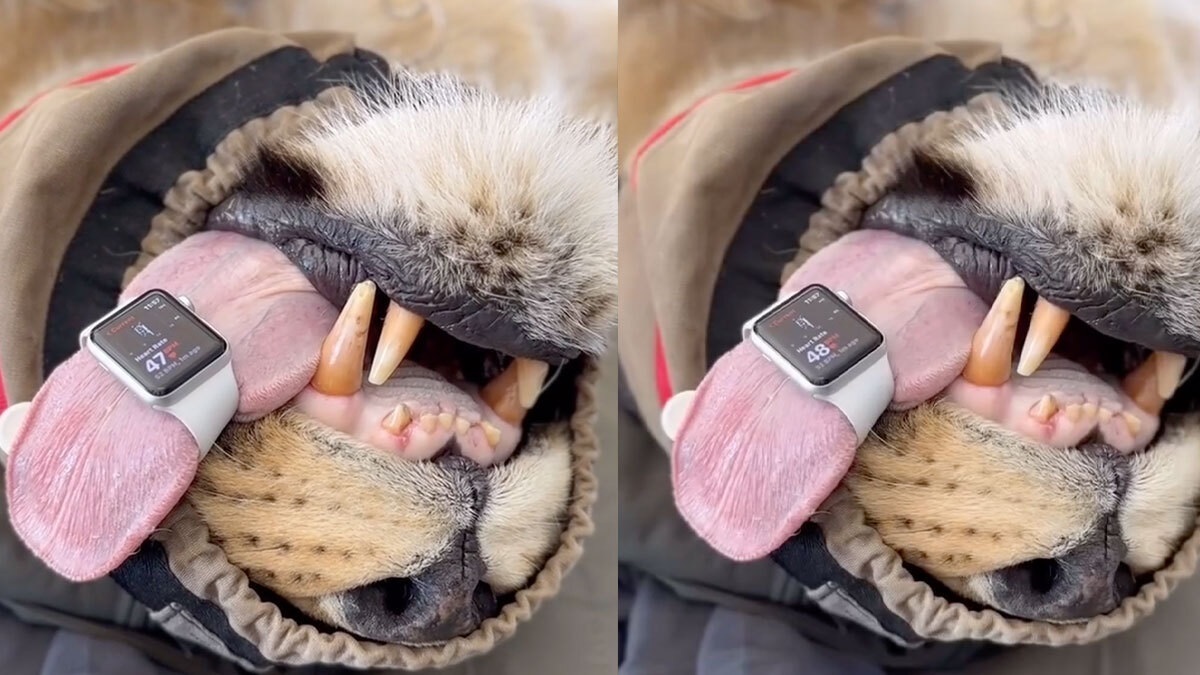 بستن اپل واچ دور زبان یک شیر برای اندازه‌گیری ضربان قلب