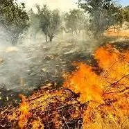 کاهش تعداد آتش‌سوزی در مناطق حفاظت‌شده کهگیلویه و بویراحمد