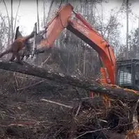  جلوگیری یک اورانگوتان از تخریب خانه اش