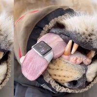بستن اپل واچ دور زبان یک شیر برای اندازه‌گیری ضربان قلب 