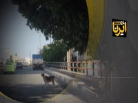 پرسه‌زنی سگ‌های بلاصاحب در خیابان‌های سنندج!