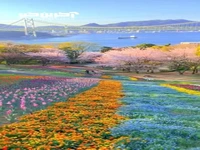 پارکی زیبا مملو از گل های بهاری در ژاپن