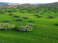 تصاویر خیره کننده از جنگل های بلوط استان فارس